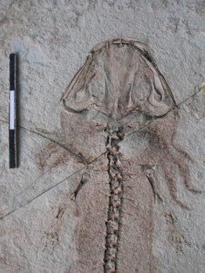 This is the fossil of the salamander Chunerpeton showing not only the preserved skeleton but also the skin and even external gills. Credit: Society of Vertebrate Paleontology