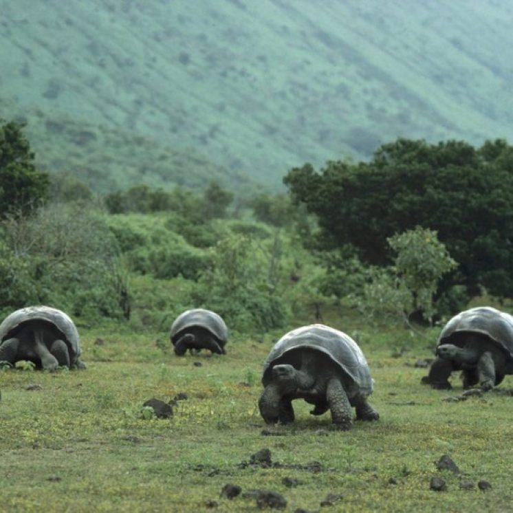 Giant Galapagos Tortoises in Isabela Island, Galapagos. NatGeo
